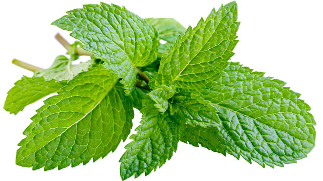 Fresh green mint leaves sprig
