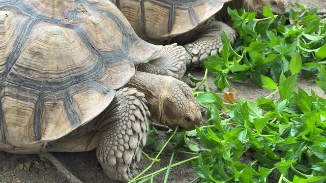 Sucata tortoise eating vegetables with nature background
