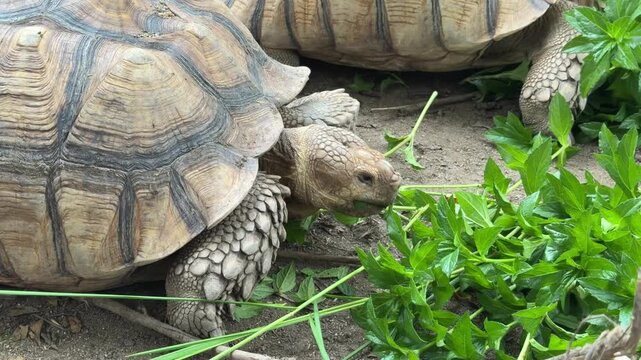 Sucata tortoise eating vegetables with nature background
