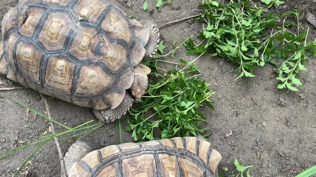 Sucata tortoise eating vegetables with nature background
