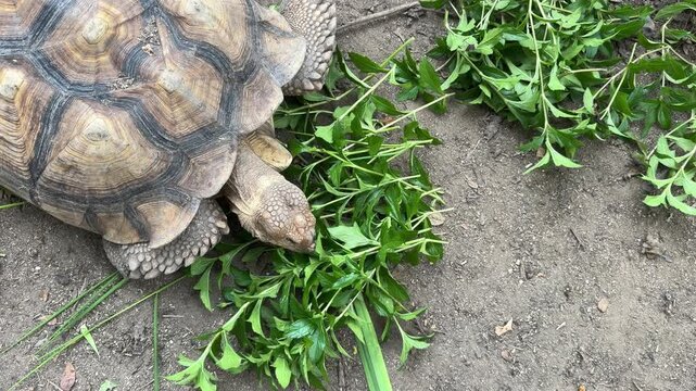 Sucata tortoise eating vegetables with nature background
