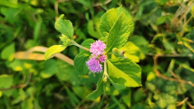 Ageratum conyzoides flowers blooming naturally, featuring delicate fluffy blossoms in a tropical outdoor environment.