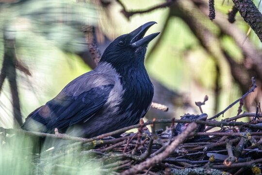 Rabenkr&auml;he sitzt im Vogelnest