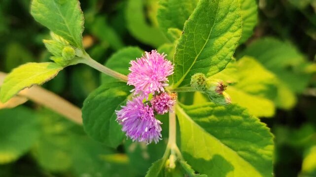 Ageratum conyzoides flowers blooming naturally, featuring delicate fluffy blossoms in a tropical outdoor environment.