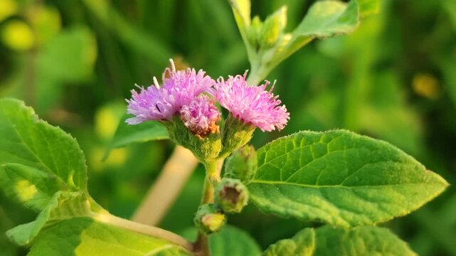 Ageratum conyzoides flowers blooming naturally, featuring delicate fluffy blossoms in a tropical outdoor environment.