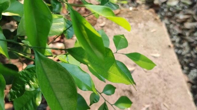 Fresh Murraya paniculata leaves with glossy green foliage, highlighting the beauty of a tropical ornamental shrub in a natural garden