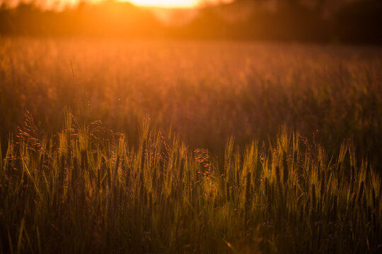 Closeup of green wheat in meadows.