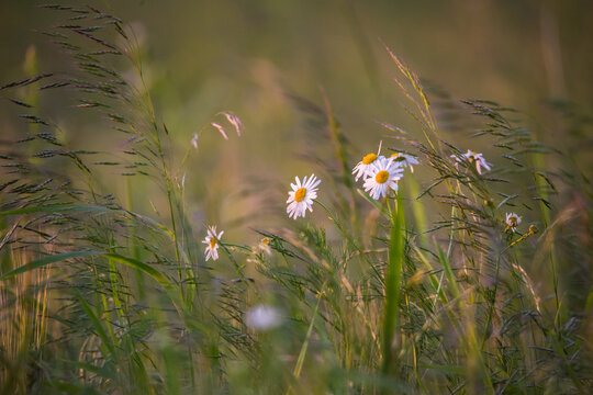 Chamomile flowers on a meadow