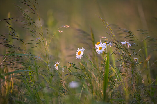 Chamomile flowers on a meadow