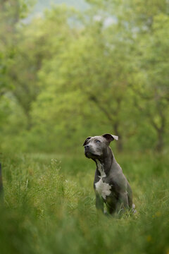 A Staffordshire Terrier sits calmly in tall grass outdoors. Natural surroundings and soft light create a peaceful lifestyle portrait.