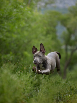 A Staffordshire Terrier runs through green vegetation outdoors. Dynamic movement and natural scenery create an active adventure mood.