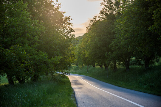Lonely road in summer with green trees. 