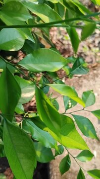 Fresh Murraya paniculata leaves with glossy green foliage, highlighting the beauty of a tropical ornamental shrub in a natural garden
