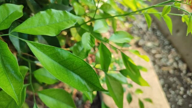 Fresh Murraya paniculata leaves with glossy green foliage, highlighting the beauty of a tropical ornamental shrub in a natural garden