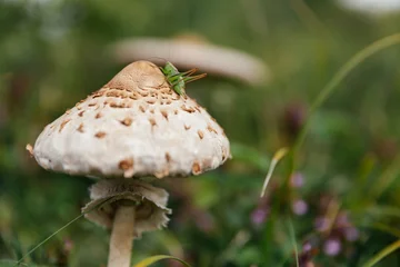 Beautiful and edible parasol mushroom in natural environment.  © belyaaa
