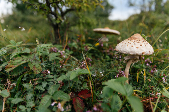 Beautiful and edible parasol mushroom in natural environment. 