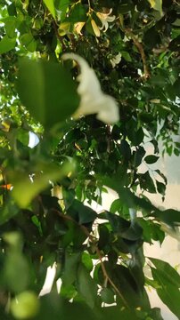 Murraya paniculata flowers blooming with fragrant white petals, showcasing the beauty of a tropical ornamental shrub in a natural garden.