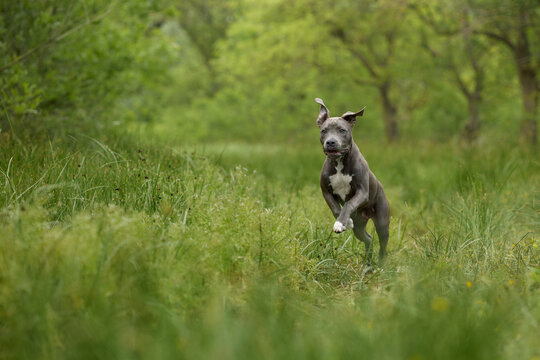 A Staffordshire Terrier moves quickly through a green outdoor landscape. Dynamic movement and soft background create an adventurous mood.