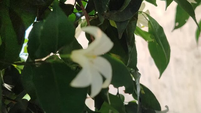 Murraya paniculata flowers blooming with fragrant white petals, showcasing the beauty of a tropical ornamental shrub in a natural garden.