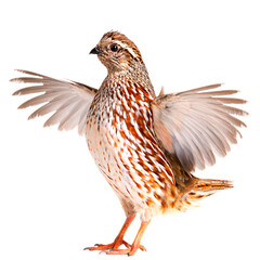 Fototapeta premium A detailed Bobwhite quail with wings spread isolated on transparent background PNG element