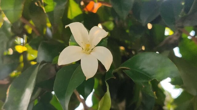 Murraya paniculata flowers blooming with fragrant white petals, showcasing the beauty of a tropical ornamental shrub in a natural garden.