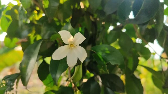 Murraya paniculata flowers blooming with fragrant white petals, showcasing the beauty of a tropical ornamental shrub in a natural garden.
