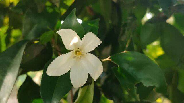 Murraya paniculata flowers blooming with fragrant white petals, showcasing the beauty of a tropical ornamental shrub in a natural garden.