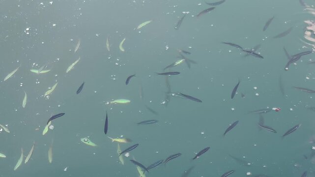 fish in the water