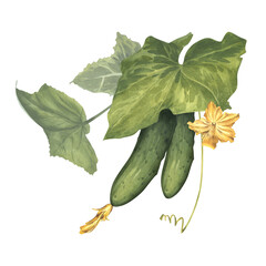 Cucumbers with leaves and yellow inflorescence, watercolor botanical illustration. Gardening and vegetable farming, natural farm products. Clip art for seed packaging, agricultural, textiles, labels © XeniaDenisova