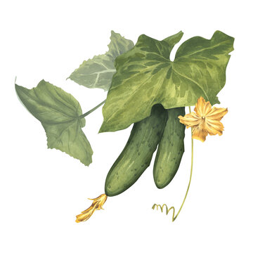 Cucumbers with leaves and yellow inflorescence, watercolor botanical illustration. Gardening and vegetable farming, natural farm products. Clip art for seed packaging, agricultural, textiles, labels
