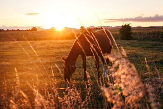 Horse grazing grass on pasture during summer sunset at countryside. Rural scenery and tranquility landscape