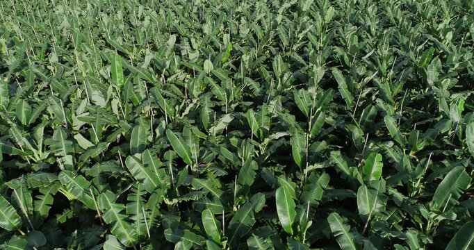 Aerial footage of drone flying over banana trees growing at field