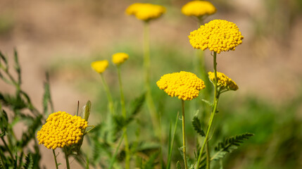 Yarrow medicinal plant. Yellow yarrow in bloom. Yarrow flowers, bush close-up. © Vera