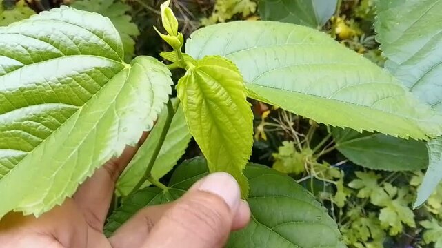 Fresh green leaves growing on a plant in the garden during a bright and sunny spring morning