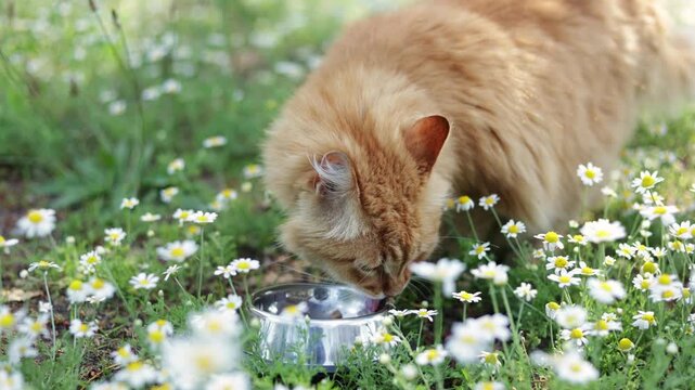 Ginger cat drinks water from a bowl in a field of daisies