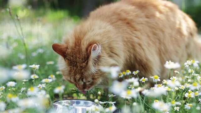 Fluffy ginger cat drinks water from a bowl in a field of daisies