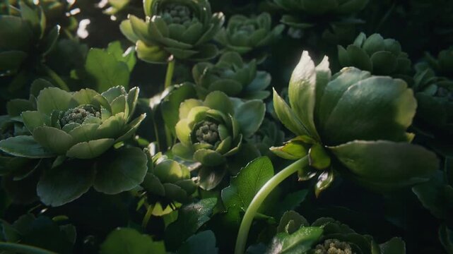 Revealing green rosettes shifting as camera glides in planter, low sun glinting dew, showing bokeh