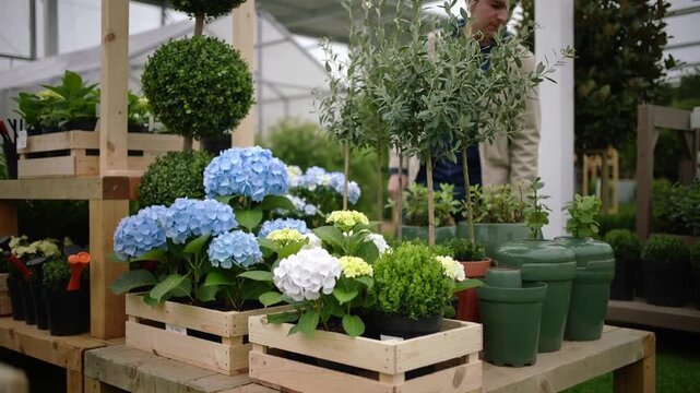 Inspecting man in light coat entering from right, touching blue hydrangeas in nursery shopping