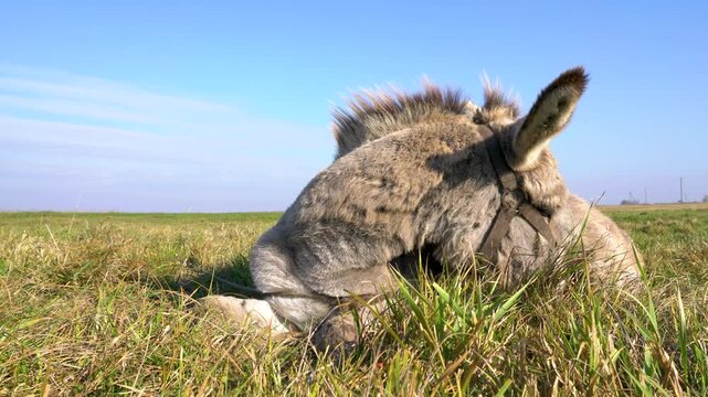 A donkey with a halter lies peacefully on a grassy meadow, basking under a clear blue sky with sunlight illuminating the scene. The field extends into the horizon with sparse vegetation.