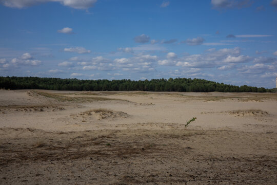Wide View of Bledow Desert Sand Dunes and Green Pine Forest