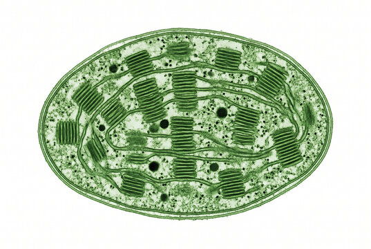 Chloroplast ultrastructure under electron microscopy.