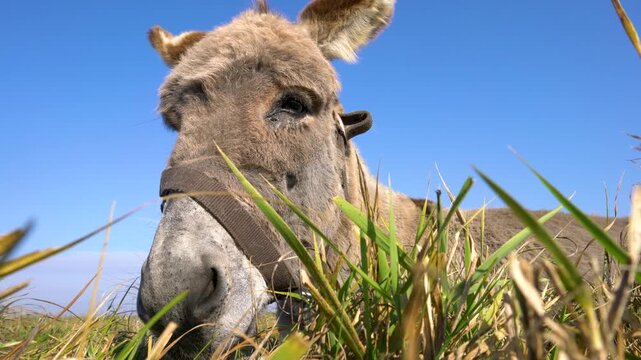 The image shows a close-up of a grey donkey munching on green grass in a sunny open meadow. The vibrant blue sky contrasts with the donkey's textured fur, creating a serene and pastoral scene.