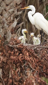 Great Egret Chicks in a Nest One Steals Fish
