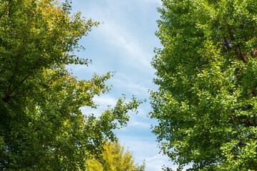 Fototapeta premium Green Forest Trees Framing Blue Sky in Summer