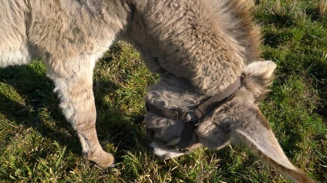 A grey donkey wearing a bridle is grazing on green grass. The scene is set in a sunlight meadow, highlighting the animal's fuzzy coat.