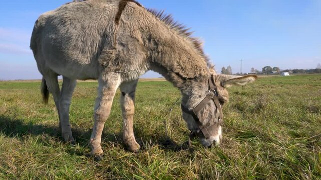 A grey donkey with a furry coat munches on grass in an open meadow. The bright blue sky and distant structures create a serene rural backdrop.