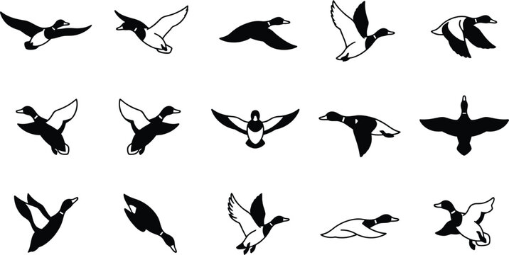 Flying mallard duck vector icon set, wild ducks in flight black and white illustrations, isolated flock of migratory birds, monochrome waterbirds design elements, greenhead drake hunting collection