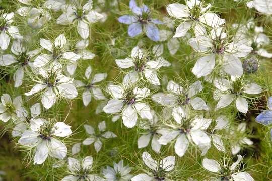 White Nigella damascena, love in a mist, &lsquo;Miss Jekyll White&rsquo; in flower.