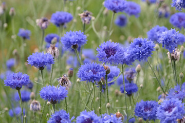 Fototapeta premium Blue Centaurea cyanus, commonly known as cornflower or bachelor's button in flower.