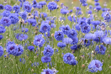 Fototapeta premium Blue Centaurea cyanus, commonly known as cornflower or bachelor's button in flower.